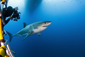 Photographer taking a picture of a male great white shark Photographer taking a picture of a male great white shark