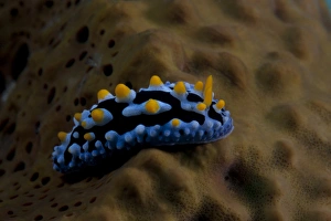 Phyllidia coelestis nudibranch, Beqa Lagoon, Fiji Phyllidia coelestis nudibranch, Beqa Lagoon, Fiji