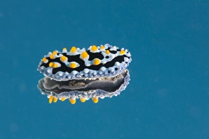 Phyllidia coelestis nudibranch on blue background Phyllidia coelestis nudibranch on blue background