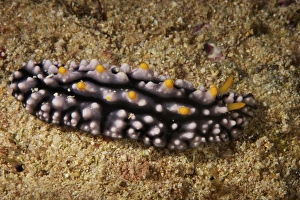 A Phyllidiella pustulosa nudibrnch grazes on coral encrusted by algae, Fiji A Phyllidiella pustulosa nudibrnch grazes on coral encrusted by algae, Fiji