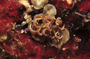 Phyllodesmium poindimiei nudibranch on red sponge, Indonesia Phyllodesmium poindimiei nudibranch on red sponge, Indonesia