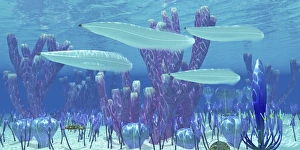 Pikaia fish swim along with trilobite invetebrates during the Cambrian Period Pikaia fish swim along with trilobite invetebrates during the Cambrian Period