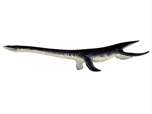 Prehistoric Reptile Prints: Plesiosaurus reptile, side profile