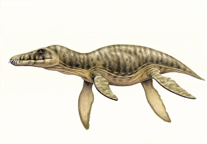 Prehistoric Marine Life Prints: Pliosaurus funkei on white background