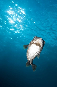 Pocupinefish in blue water, Byron Bay, Australia Pocupinefish in blue water, Byron Bay, Australia