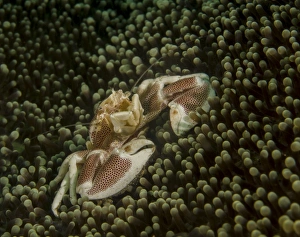 Porcelain crab in anemone, Lembeh Strait, Indonesia Porcelain crab in anemone, Lembeh Strait, Indonesia