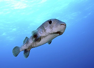 Porcupine fish in swimming in the Caribbean Sea Porcupine fish in swimming in the Caribbean Sea