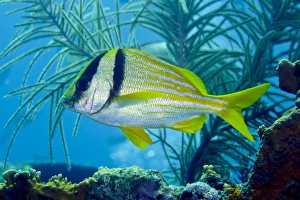 A Porkfish swims by sea plumes off the coast of Key Largo, Florida A Porkfish swims by sea plumes off the coast of Key Largo, Florida