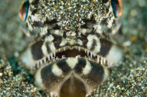 Tropical Sea Life Prints: Portrait of a lizardfish
