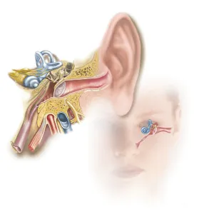 Inner Ear Anatomy Prints: Position of inner ear in relationship to head and face