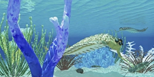 The predator Opabinia uses its proboscis to eat a trilobite The predator Opabinia uses its proboscis to eat a trilobite