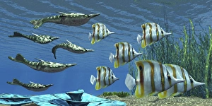 Prehistoric Pteraspis jawless fish swimming with a group of Chelmon Butterflyfish Prehistoric Pteraspis jawless fish swimming with a group of Chelmon Butterflyfish
