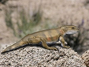 Priosphenodon is an extinct Rhynchocephalian from the Late Cretaceous Priosphenodon is an extinct Rhynchocephalian from the Late Cretaceous