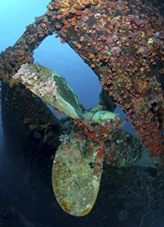 Propeller of Hilma Hooker shipwreck in Bonaire Propeller of Hilma Hooker shipwreck in Bonaire