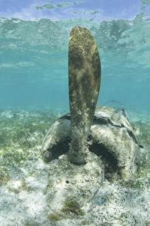 The propeller of a Japanese Zero fighter on a shallow reef in Palau The propeller of a Japanese Zero fighter on a shallow reef in Palau