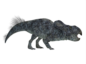 Mesozoic Era Dinosaurs Prints: Protoceratops dinosaur on white background