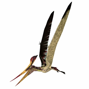 Carnivorous Dinosaur Species Prints: Pteranodon longiceps flying