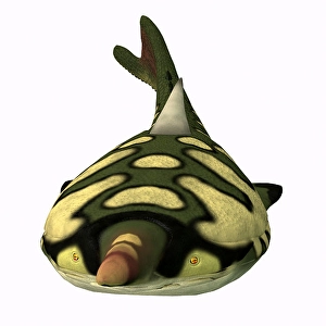 Paleontology Artwork Prints: Pteraspis fish, front view