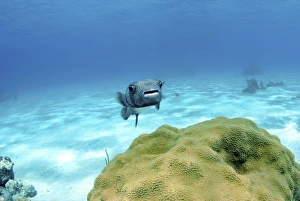 Pufferfish swimming by star coral, Nassau, The Bahamas Pufferfish swimming by star coral, Nassau, The Bahamas