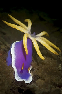 A purple Hypselodoris apolegma nudibranch with large cerata A purple Hypselodoris apolegma nudibranch with large cerata