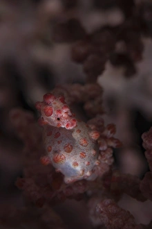 A pygmy seahorse clings to its symbiotic gorgonian A pygmy seahorse clings to its symbiotic gorgonian