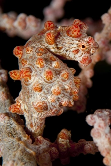 Pygmy seahorse on sea fan, Lembeh Strait, Indonesia Pygmy seahorse on sea fan, Lembeh Strait, Indonesia