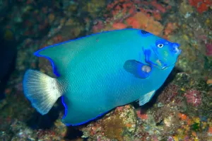 Perciformes Species Prints: Queen angelfish