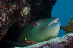 A Rainbow Parrotfish pokes its head out from a hole in the coral reef A Rainbow Parrotfish pokes its head out from a hole in the coral reef