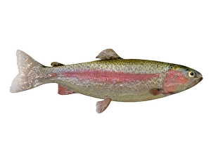 Colorful Fish Illustrations Prints: Rainbow trout, side view on white background