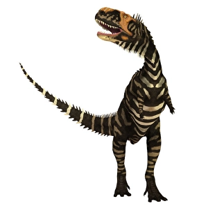Prehistoric Animal Artwork Prints: Rajasaurus dinosaur, front view