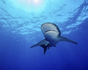 Rays of light shining above an oceanic whitetip shark Rays of light shining above an oceanic whitetip shark