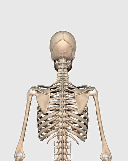 Rear view of human skeletal system showing upper back Rear view of human skeletal system showing upper back