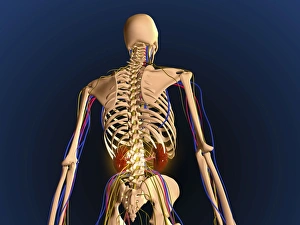 Rear view of human skeleton showing kidney and nervous system Rear view of human skeleton showing kidney and nervous system