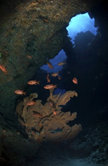 Red bigeye fish and sea fan in an underwater cave, Mauritius Red bigeye fish and sea fan in an underwater cave, Mauritius
