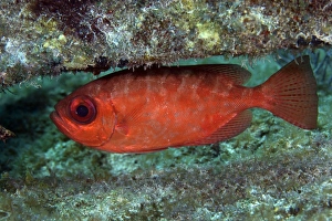 A red Bigeye hovers under a coral reef ledge A red Bigeye hovers under a coral reef ledge