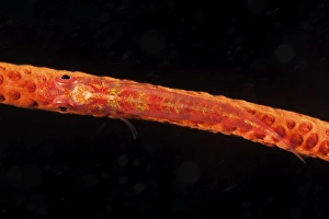 Red goby sitting motionless on whip coral, Fiji Red goby sitting motionless on whip coral, Fiji
