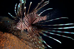 Red Lionfish flares its deadly spines Red Lionfish flares its deadly spines