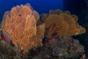 Red sabre squirrelfish hiding in a forest of gorgonian sea fans Red sabre squirrelfish hiding in a forest of gorgonian sea fans