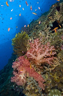 Red soft coral with crinoid and anthias fish, Papua New Guinea Red soft coral with crinoid and anthias fish, Papua New Guinea
