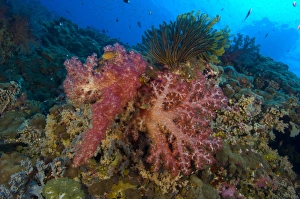 Red soft coral with crinoid, Papua New Guinea Red soft coral with crinoid, Papua New Guinea