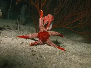 Images Dated 9th November 2003: Red starfish on sandy bottom, Indonesia