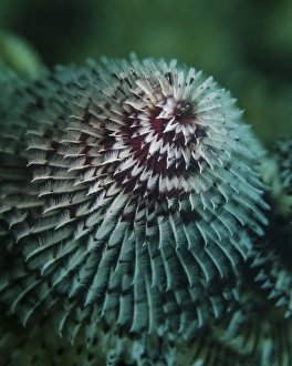 A red and white Christmas tree worm in Cozumel, Mexico A red and white Christmas tree worm in Cozumel, Mexico