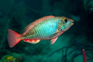 A Redband Parrotfish floats motionless off the coast of Key Largo, Florida A Redband Parrotfish floats motionless off the coast of Key Largo, Florida