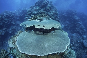 Reef-building corals grow on a reef in the Solomon Islands Reef-building corals grow on a reef in the Solomon Islands