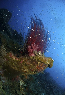 Reef scene with corals and fish, Acasta Reef, Indonesia Reef scene with corals and fish, Acasta Reef, Indonesia