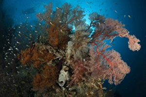 Reefscape with black coral and gorgonian sea fan, Raja Ampat, Indonesia Reefscape with black coral and gorgonian sea fan, Raja Ampat, Indonesia