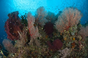 Reefscape in Raja Ampat covered in gorgonians, Indonesia Reefscape in Raja Ampat covered in gorgonians, Indonesia
