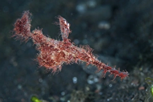 A roughsnout ghost pipefish above the seafloor in Indonesia A roughsnout ghost pipefish above the seafloor in Indonesia