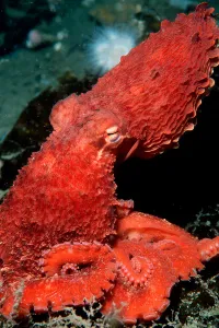 Pacific Ocean Sea Life Prints: Ruby octopus, Alaska, Pacific Ocean