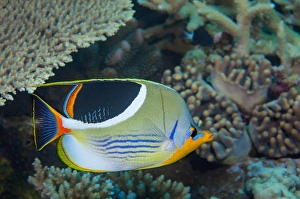 Butterflyfish Species Prints: A Saddleback butterflyfish, Chaetodon ephippium